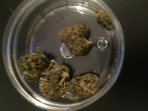 Cannabis Mango Kush CBD par arnau