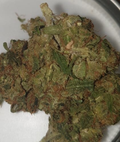 Cannabis OG Skywalker par Marco M.