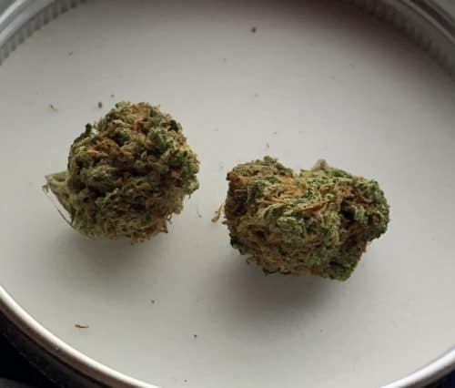 Cannabis CBD OG Skywalker par sbd