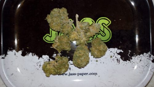 Cannabis Purple Kush CBD par Antoine C.