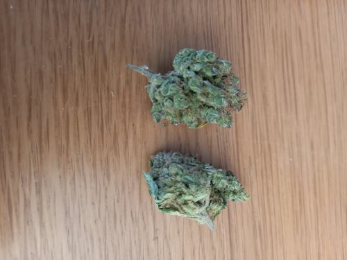 Mango Kush - Small Buds